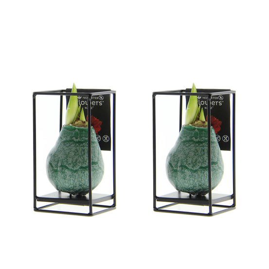 Lot de 2 - hauteur 15-25 cm - pousse jusqu’à 30-50 cm - ø 10 cm