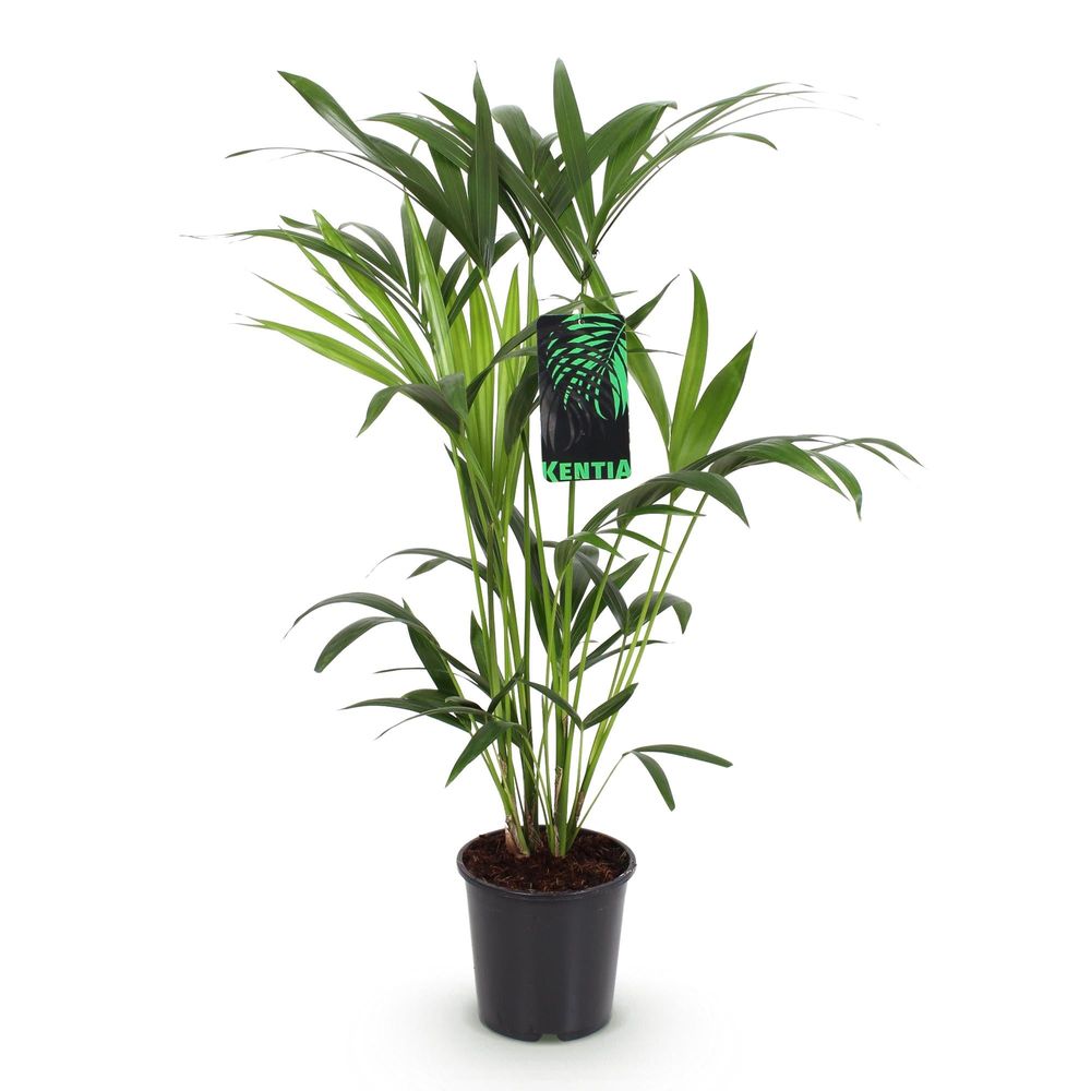 Howea forsteriana - kentia palm - pot de 19cm