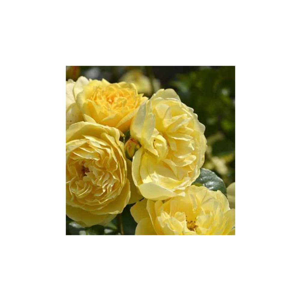 Academie d'orleans® eveacado - racines nues