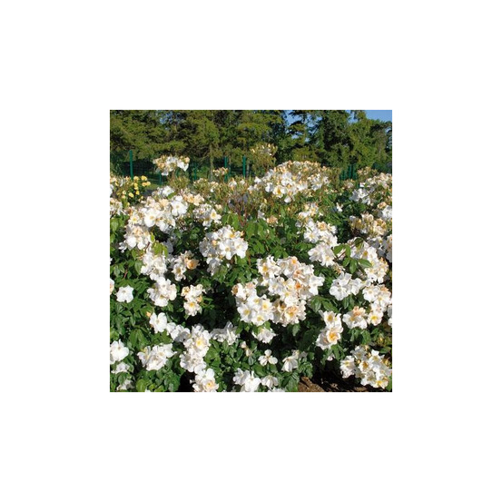 Sally holmes - racines nues