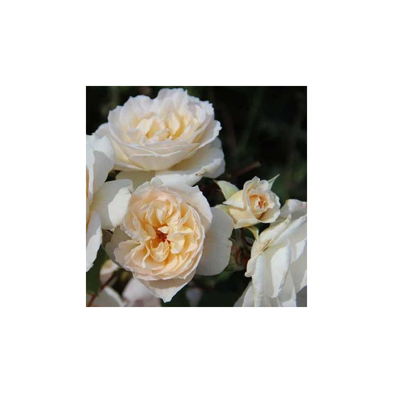 Sweet blondie® visswepat - racines nues