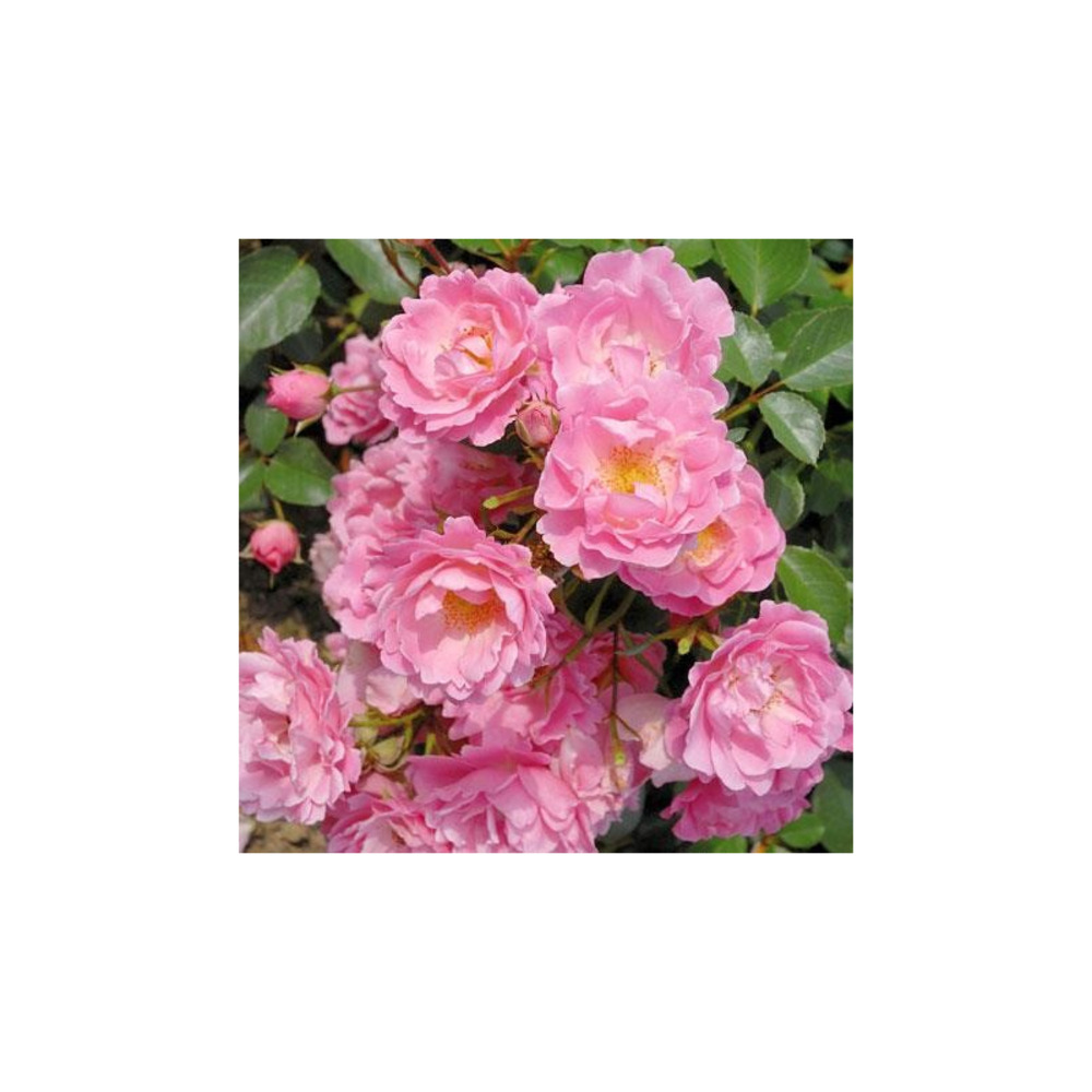 Vent d'ete® korlanum - racines nues