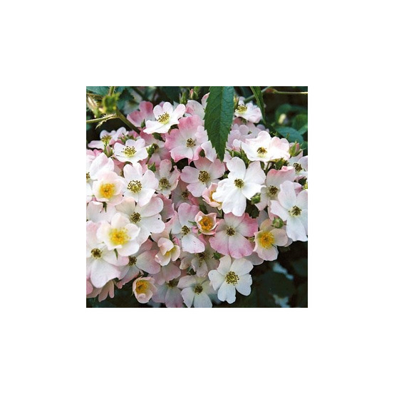 Ballerina - racines nues