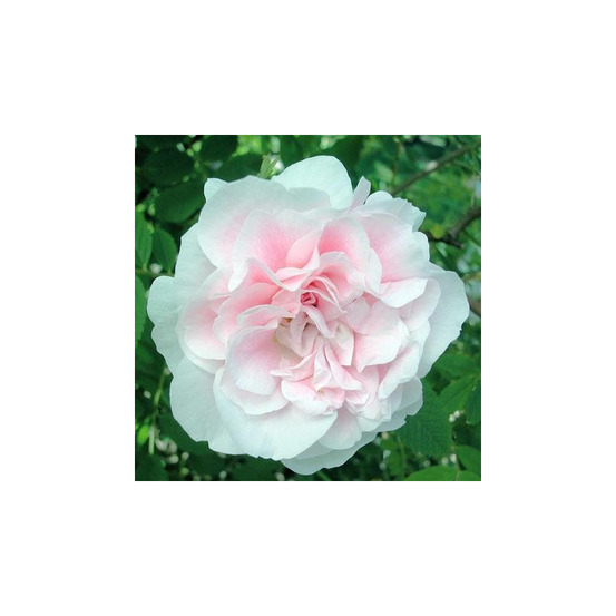 Martin frobisher - racines nues