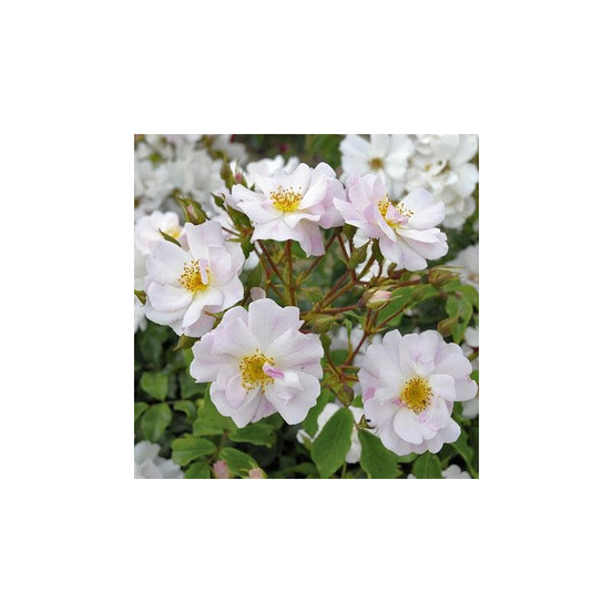 Rosee du matin® evematch - racines nues