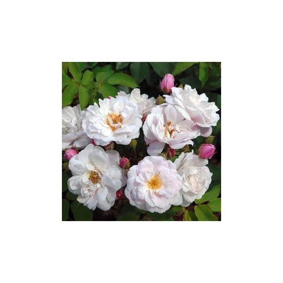 Blush noisette - racines nues