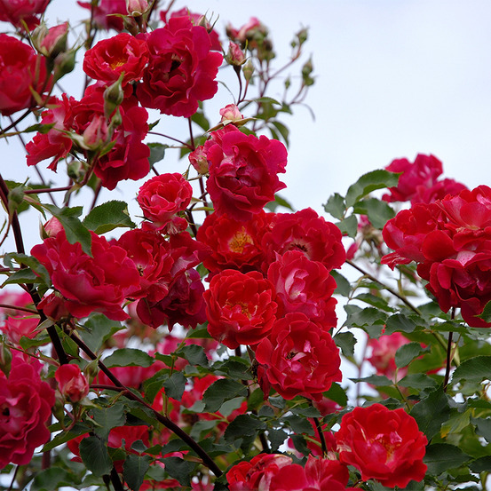 Carla fineschi® evepro - racines nues