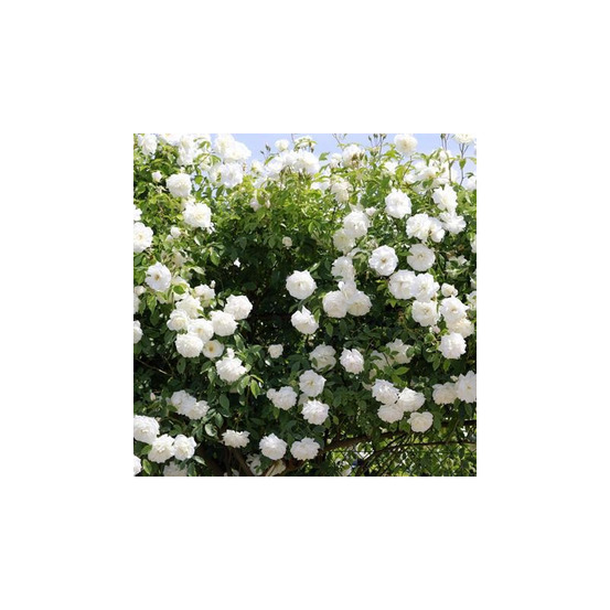 Iceberg clg - racines nues