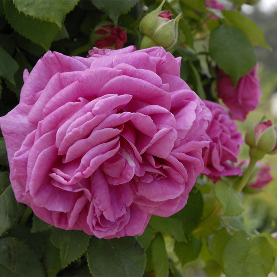 Mme isaac pereire - racines nues