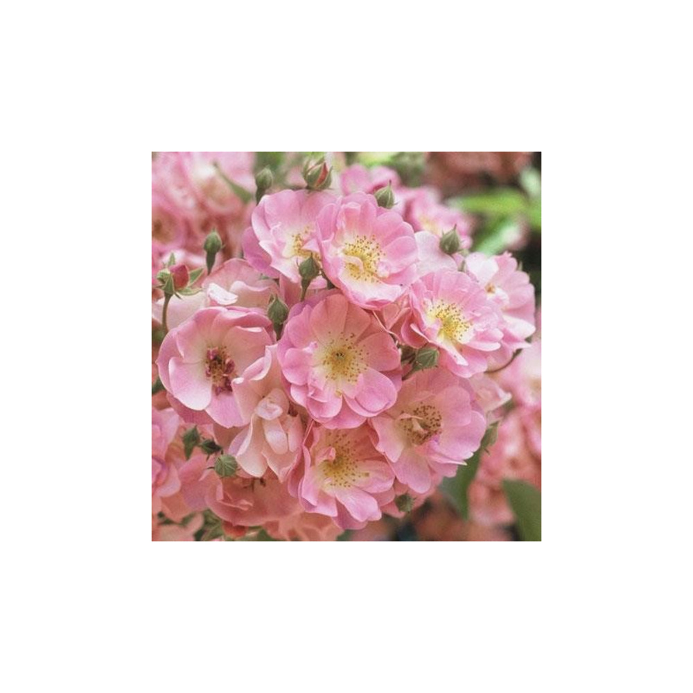 Apple blossom - racines nues