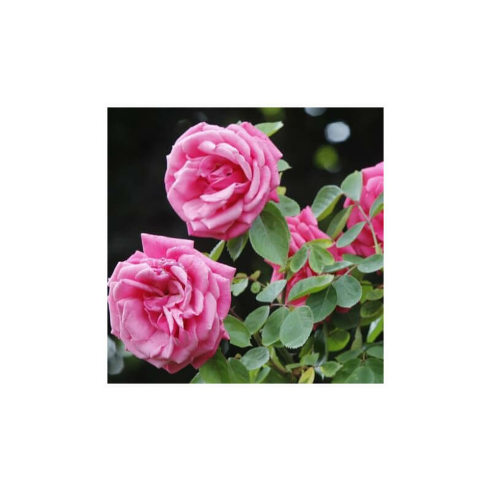 Etude - racines nues