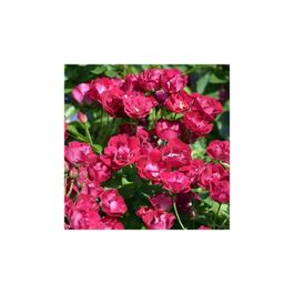 Rosier Merveille Des Rouges Rosier buisson rouge 'Merveille des rouges' : racines nues | Truffaut