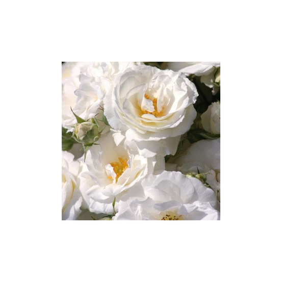 Midsummer snow® vissnowit - conteneur 5 l