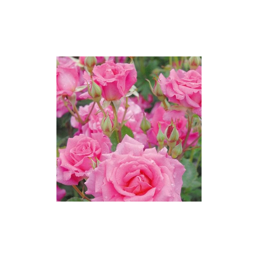 Belle au bois dormant - conteneur 5 l