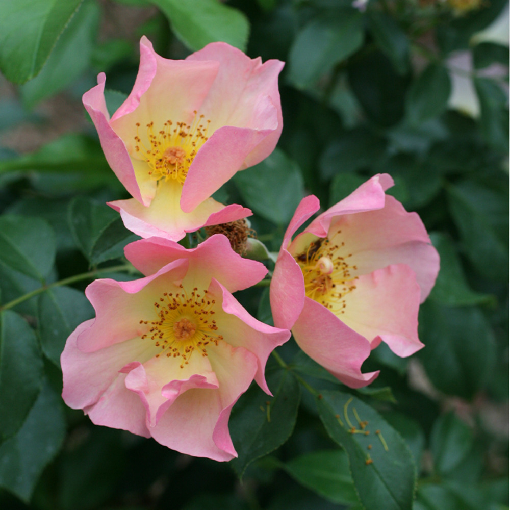 Lambert wilson® evefol - conteneur 5 l