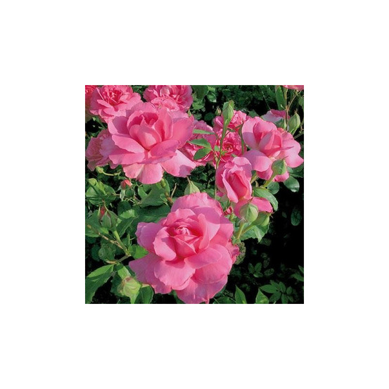 Sylvie vartan® evesylva - conteneur 5 l