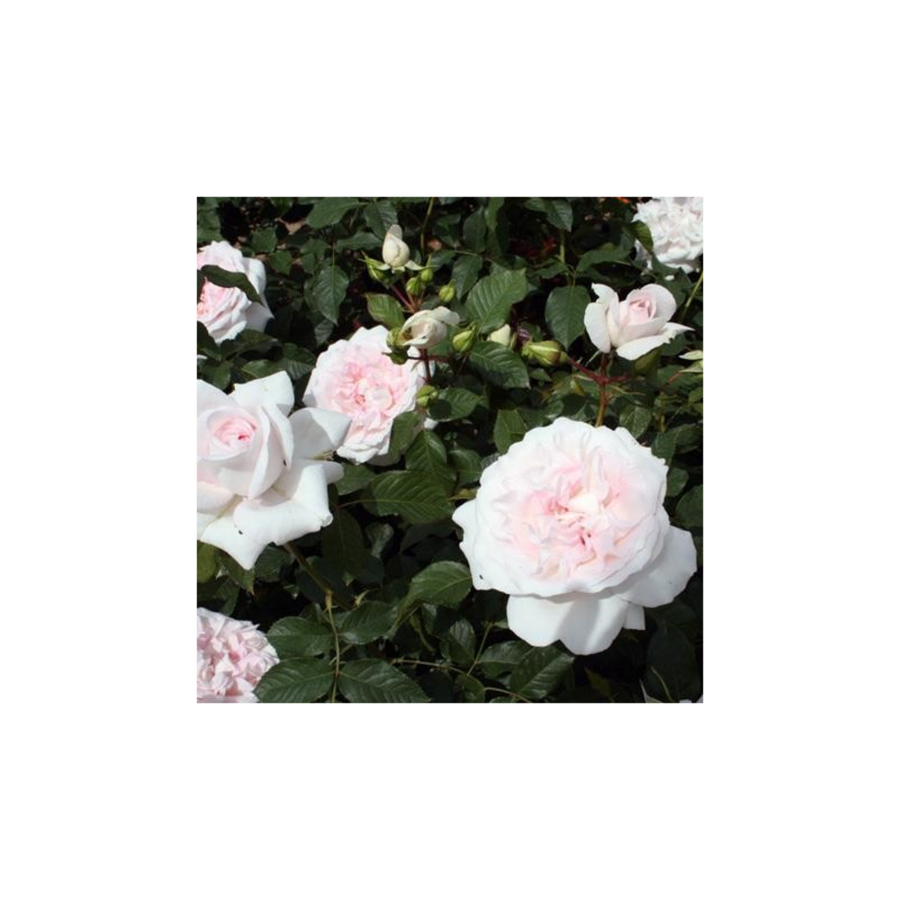 Rose blush® evevic - conteneur 5 l