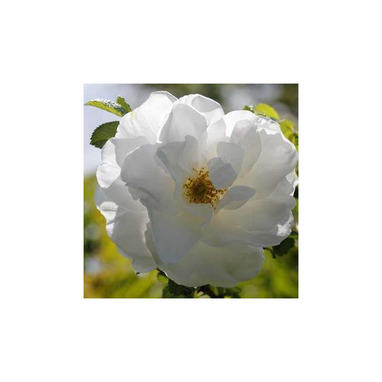 Rosier BLANC DOUBLE DE COUBERT