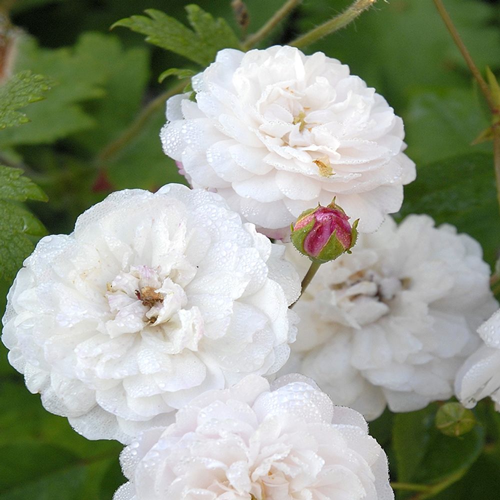 Little white pet (=belle de téhéran - conteneur 5 l