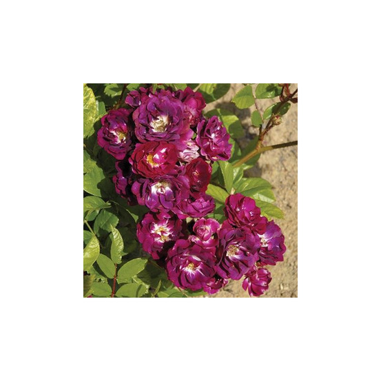 Rosieriste pajotin-chedanne - racines nues