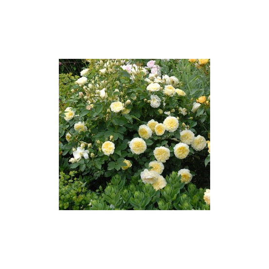 The pilgrim® auswalker - racines nues