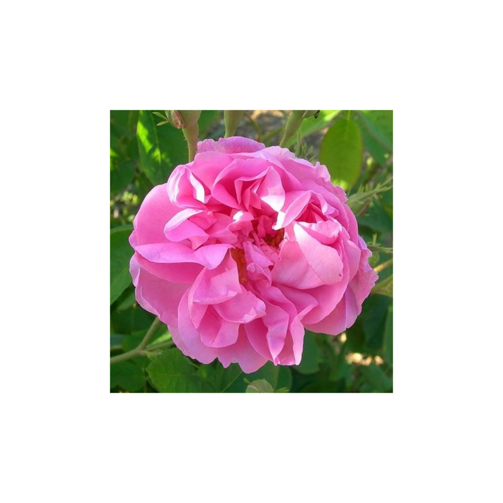 Rose de mai - racines nues
