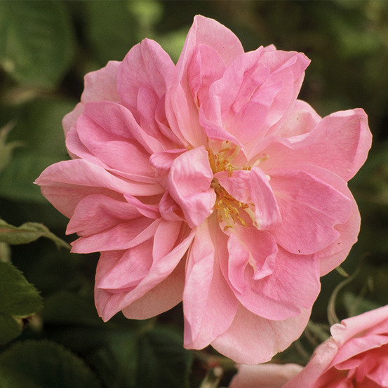 R.x damascena trigintipetala - racines nues