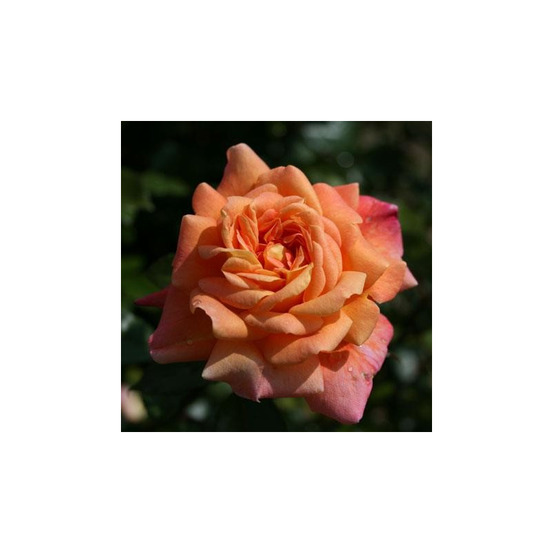 Jardin d'enteoulet® evejor - racines nues