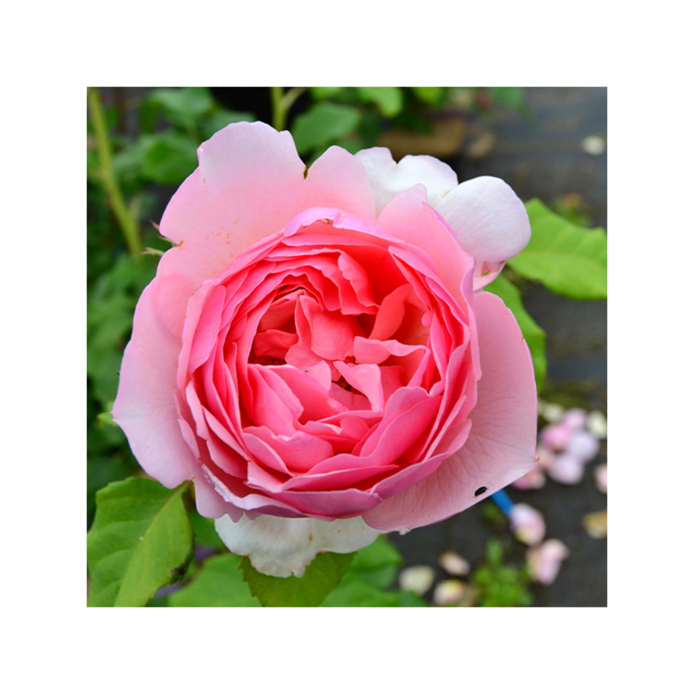 Villiers les roses® evehester - racines nues