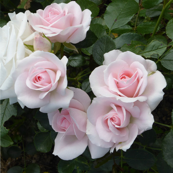 Aspirin® rose taniripsa - racines nues