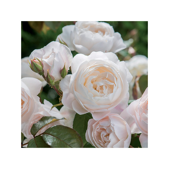 Desdemona® auskinding - racines nues