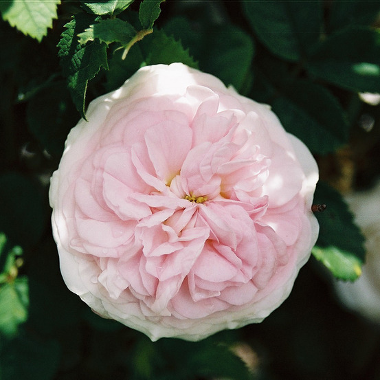 Cuisse de nymphe emue - racines nues