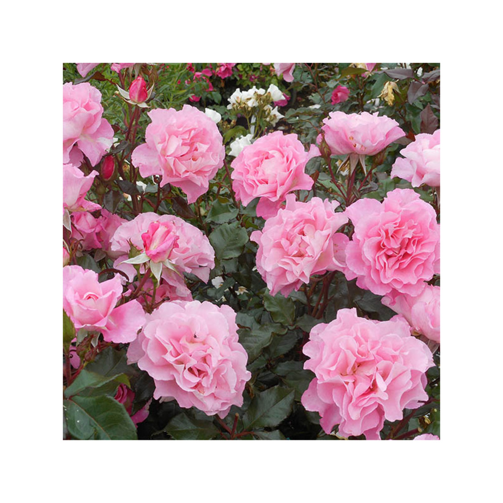 Jean carles® evepiweet - racines nues