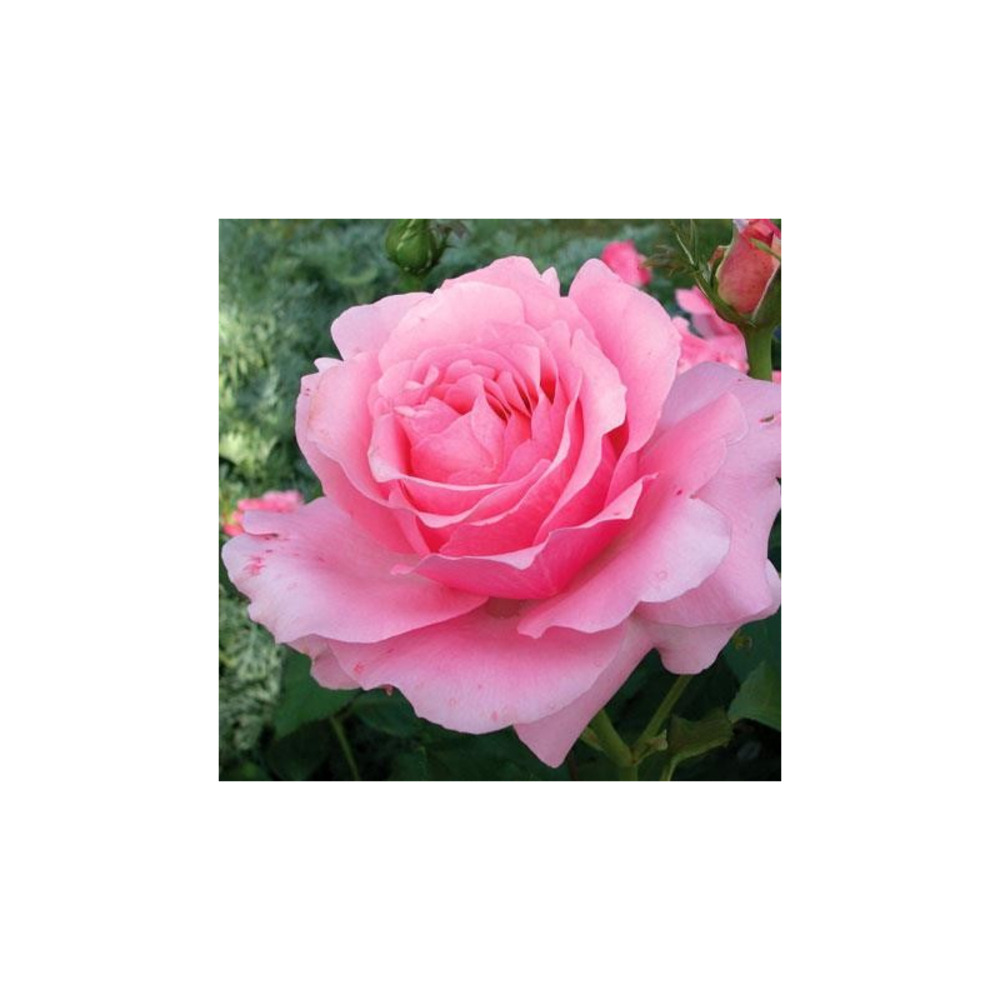 Penthouse® macmauru - racines nues