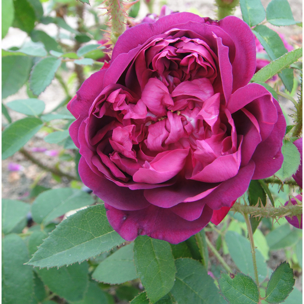 James veitch - racines nues