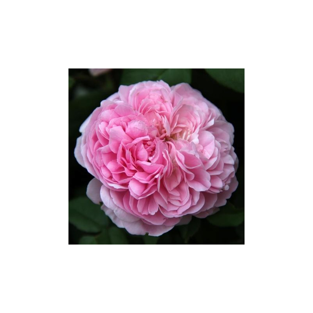 Rembrandt - racines nues