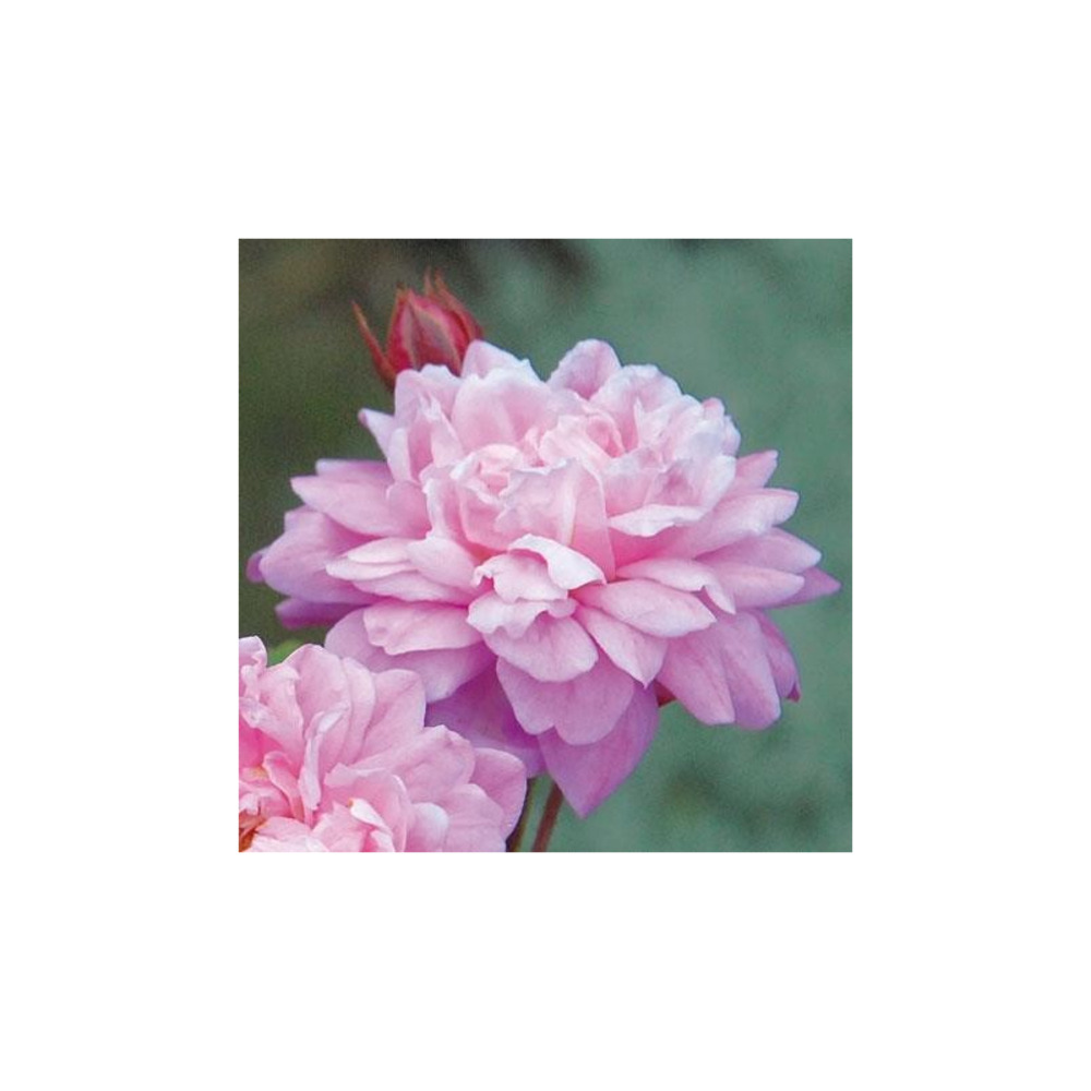 Bougainville - racines nues