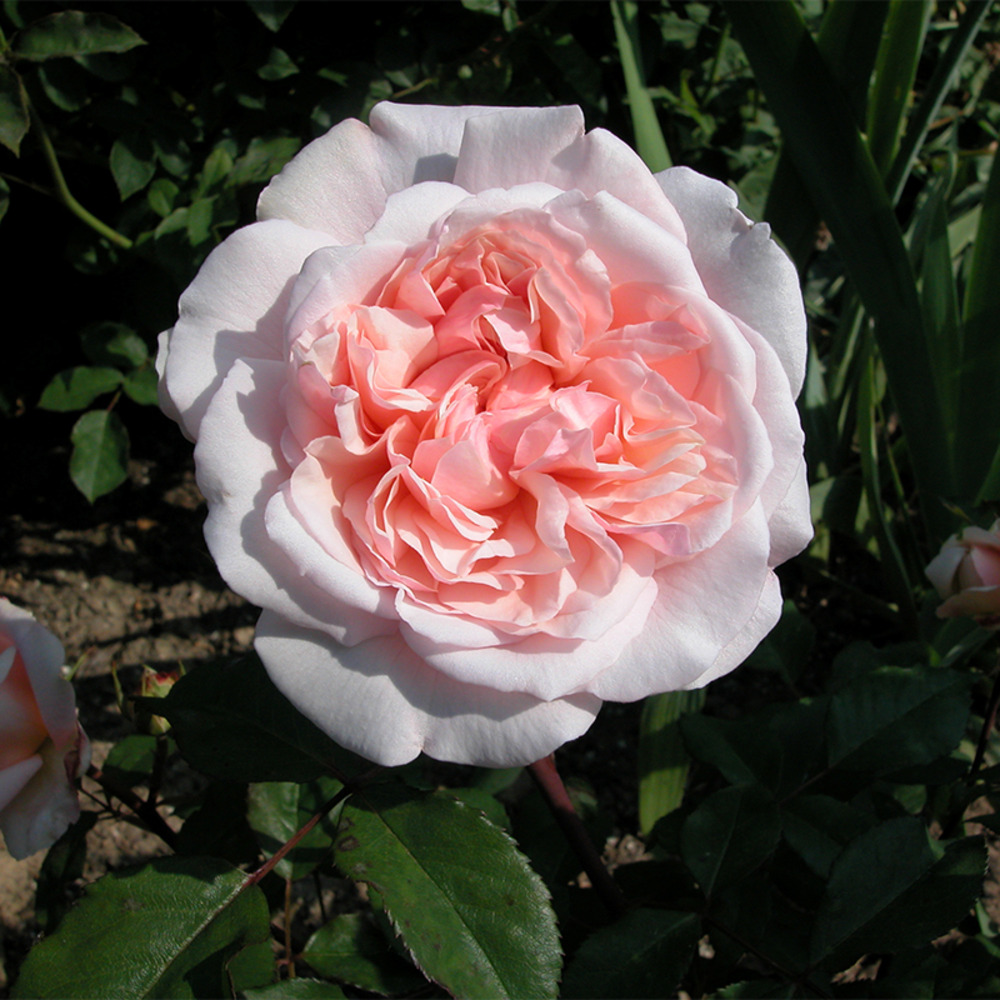 Irene watts - racines nues