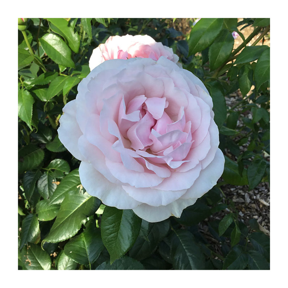 Gilles de brissac® dorella - racines nues