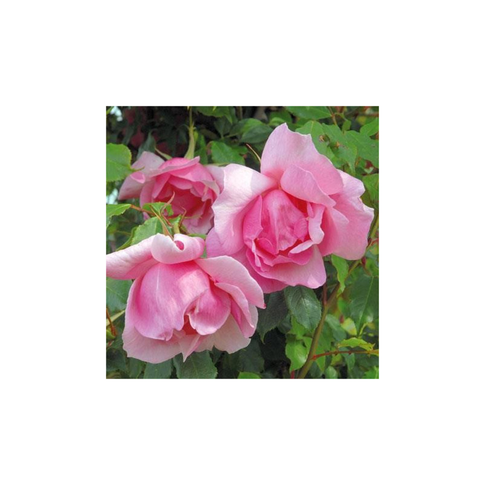 Lijiang rose - racines nues