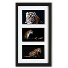 Cadre triptyque 40x23cm avec photos et passe-partout - tigre 01