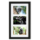 Cadre triptyque 40x23cm avec photos et passe-partout - singe 01