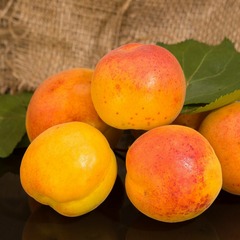 Abricotier armeniaca orangered®