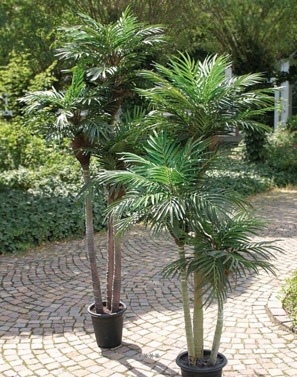 Pot Pour Palmier Phoenix