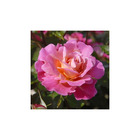 Rosier semi érigé rose orangé belle de clermont® eveand conteneur 5 litres