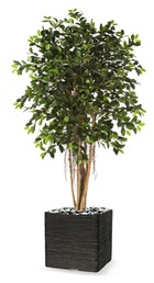 Ficus retusa artificiel h 150 cm 1440 feuilles en pot - dimhaut: h 150 cm - coul