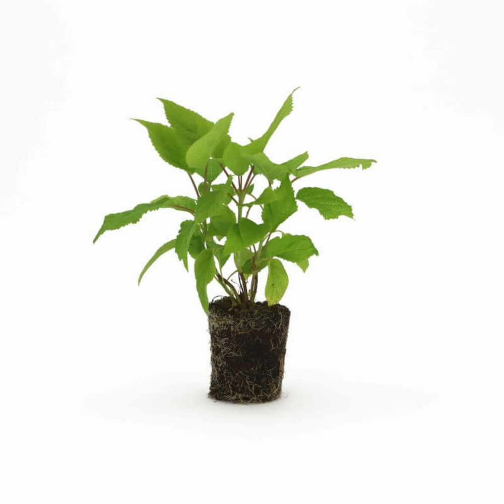 Hortensia 'annabelle' (hydrangea arborescens 'annabelle') - godet - taille 13/25cm