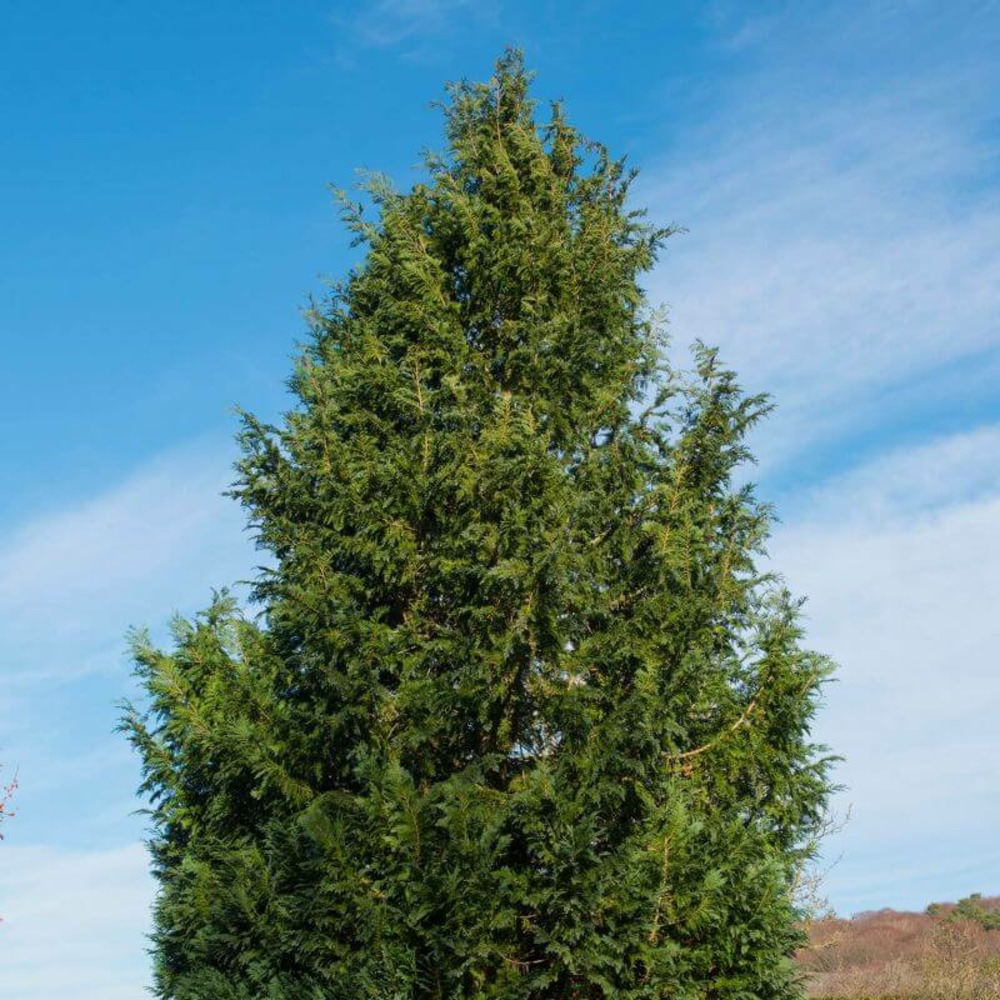 Cyprès de lawson 'columnaris' (chamaecyparis lawsoniana) - godet - taille 20/40cm
