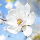 Magnolia de soulange 'alba superba' (magnolia soulangeana) - godet - taille 15/30cm