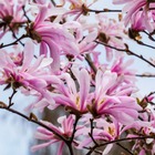 Magnolia etoilé 'rosea' (magnolia stellata rosea) - godet 9cm